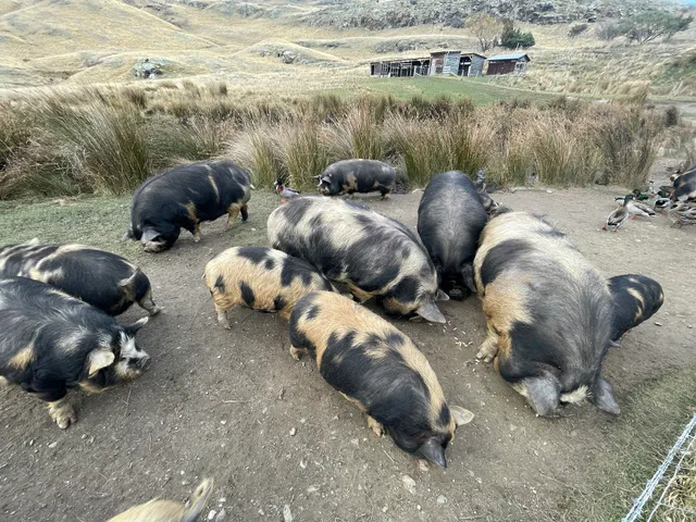 Kunekune Pigs