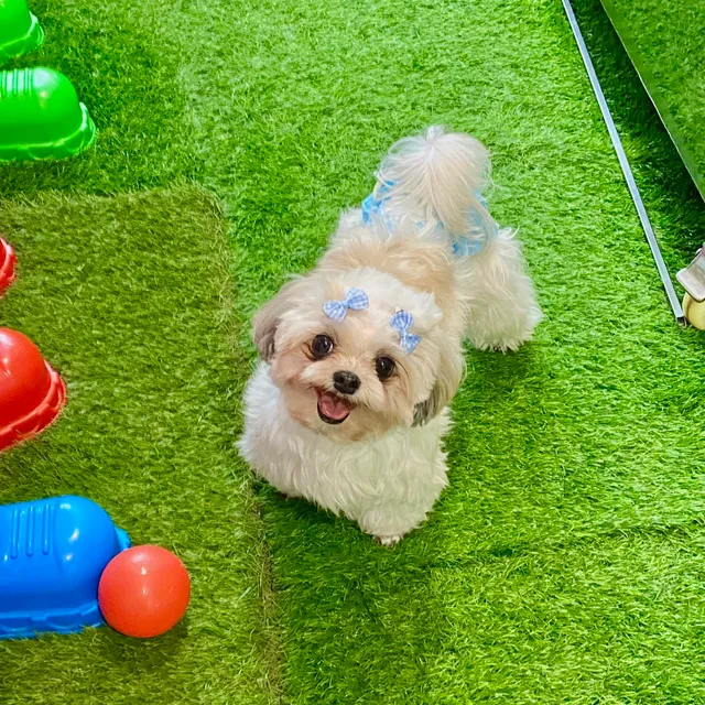 Abby's Paws n' Play Pet Care Services