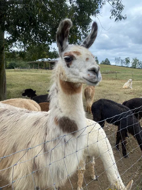 Southern Living Farm Garden Inc