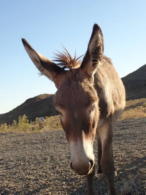 Burros Of Oatman
