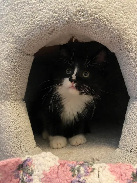 Angel's Wish Pet Adoption and Resource Center