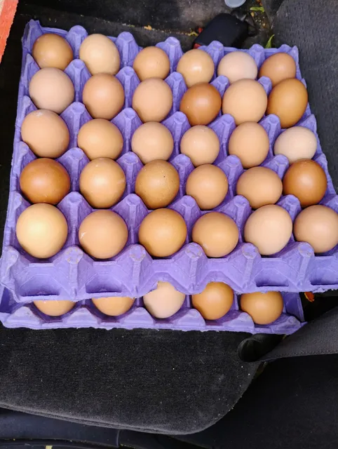 Golden Fresh Egg Ranch