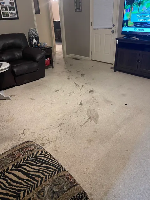 Carpet Magic