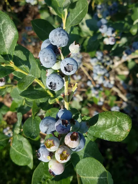 Late Bloom Blueberry Farm