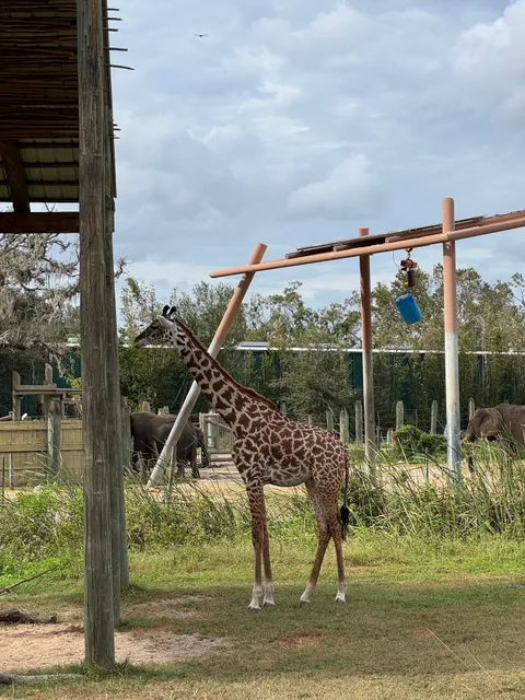 Zoo Tampa