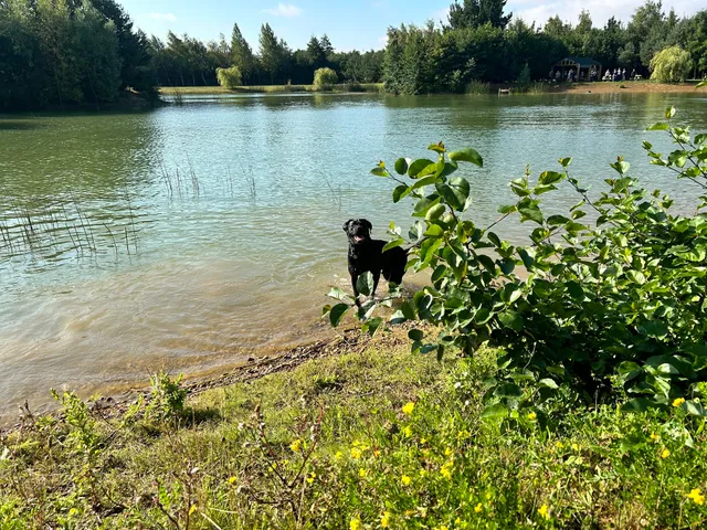 Lakeview Dog Adventure Park
