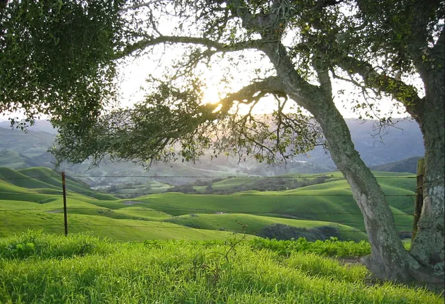 Restoration Oaks Ranch