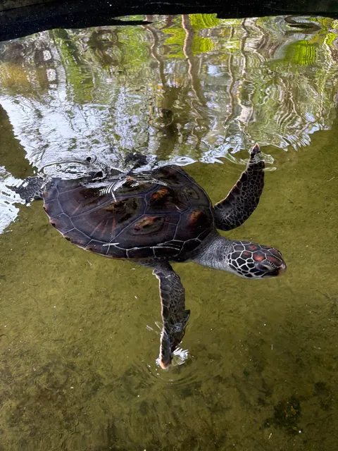 Sea Turtle Project