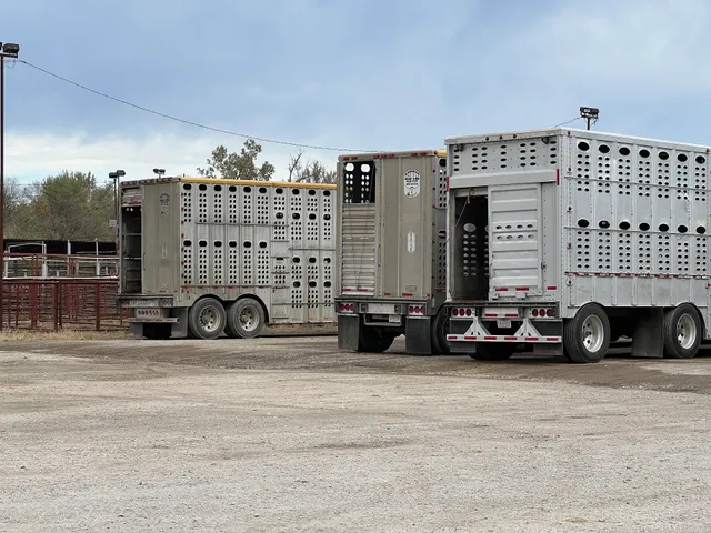Fort Scott Livestock Market