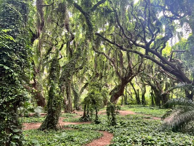 Magical Enchanted Forest