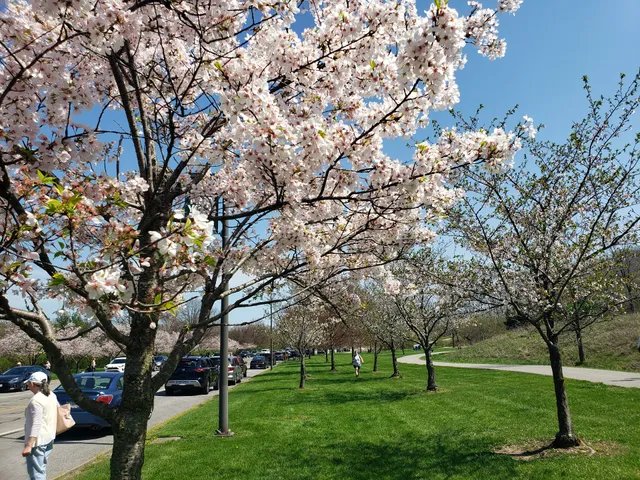 Brookside Reservation Sakura Grove Picnic Area