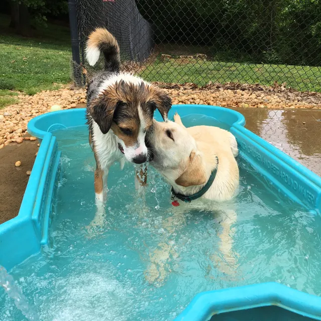 Johnson City Dog Park at Willow Springs [MEMBERS ONLY]