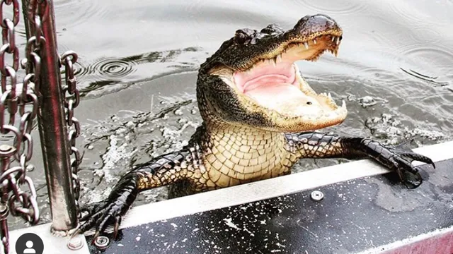 Swamp Tours New Orleans