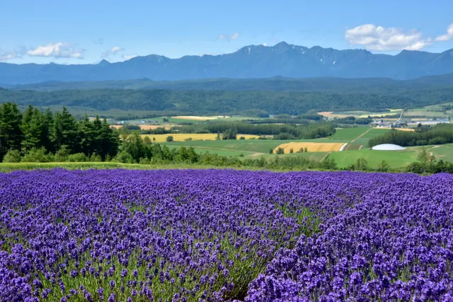 Rokugo Viewing Platform