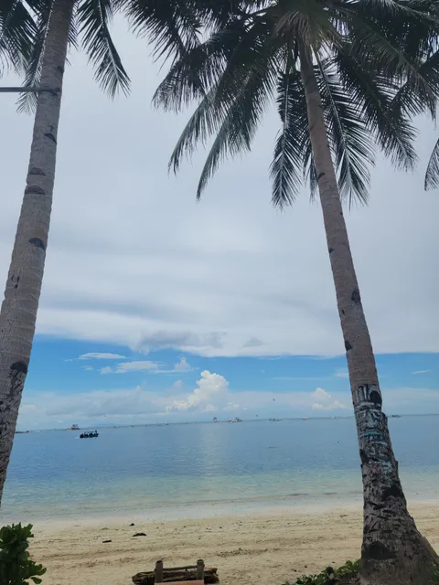 Leaning Coconut Tree