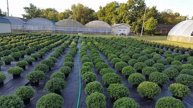 Mioux Florist & Greenhouse