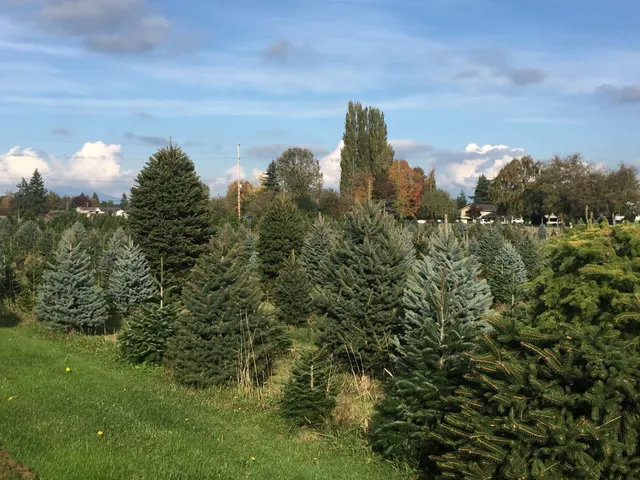 McLean Christmas Tree Farm