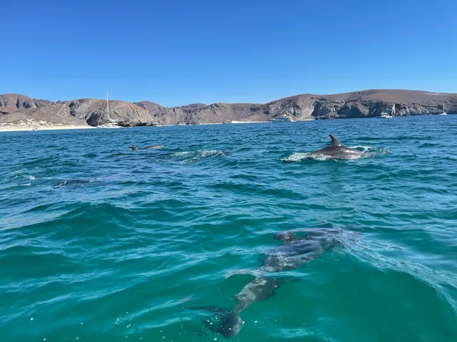 BACo. Baja Adventures Co.