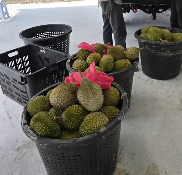 333 Happy Durian Wholesale Center