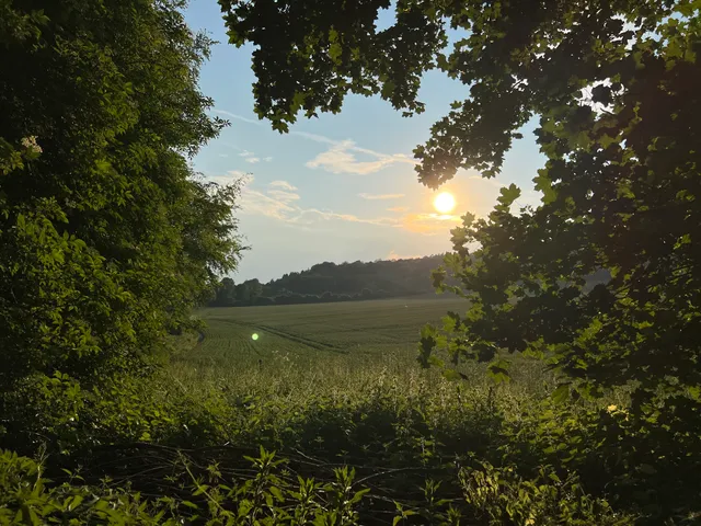 Chilterns Nature - The Hale End, Wendover Woods