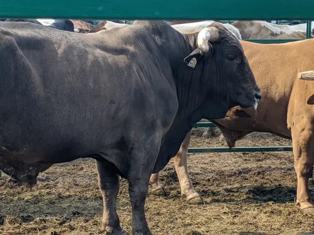 San Bernardino County Sheriff’s Rodeo