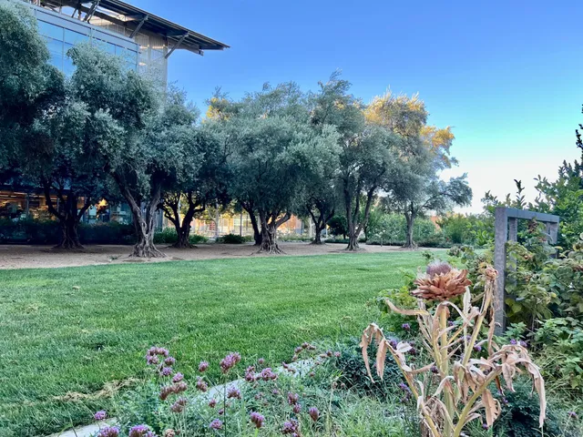 University of California, Davis