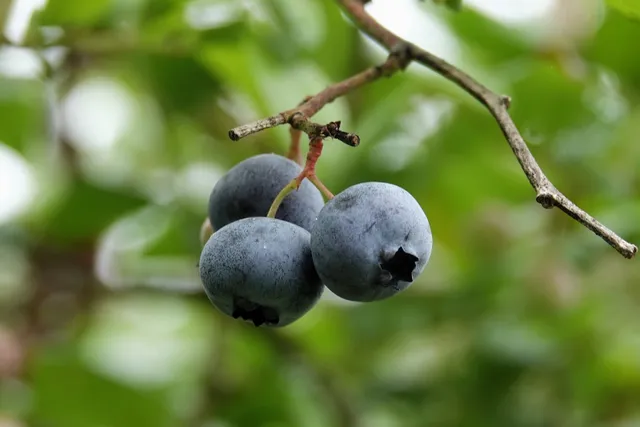 Kidstopia Organic Blueberry Farm (2025 season ended)