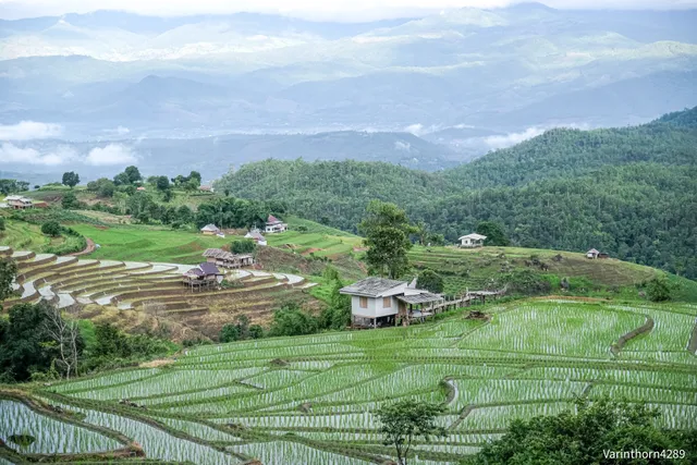 มาฉิโพ ป่าบงเปียง