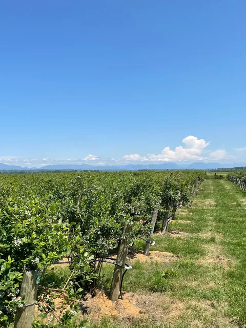 Mountainview Blueberry Farm
