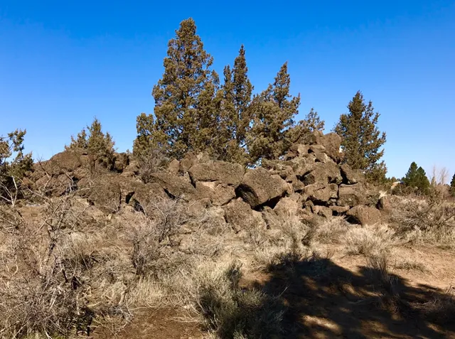 Pine Nursery Dog Park