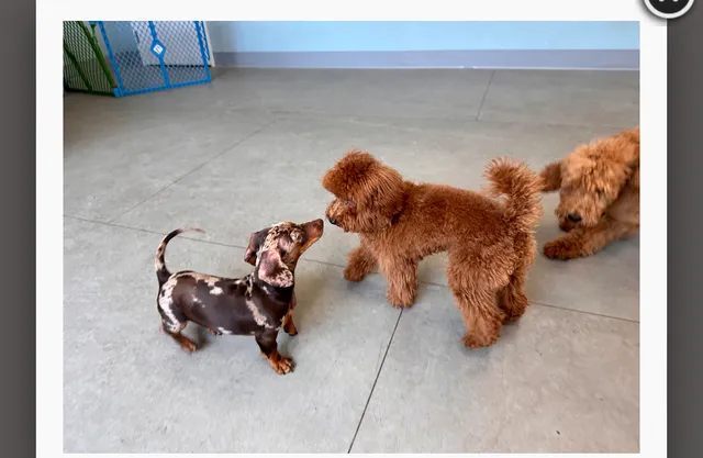 The Coventry School Inc