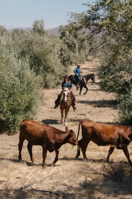 Almazara de Rancho Olivares