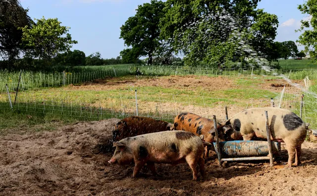 Belle vie farm and kitchen