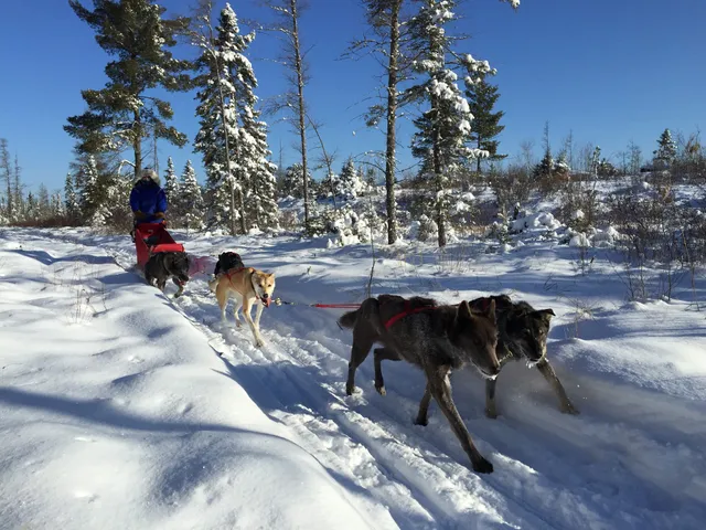 Chilly Dogs Sled Dog Trips