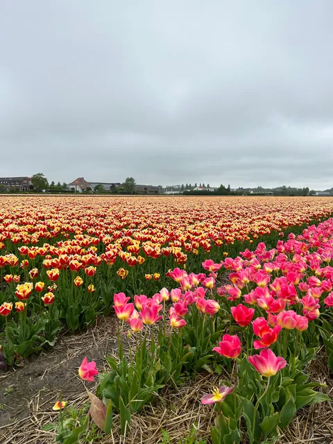 TulipLandroverTour.com