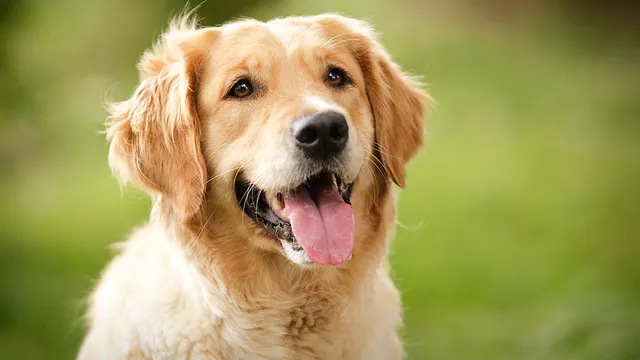 Bristol Veterinary Hospital PC