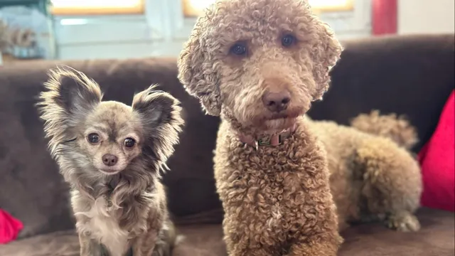 Tiny House im Wald - Angela Budde