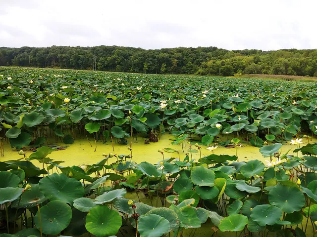 Wetland Boardwalk