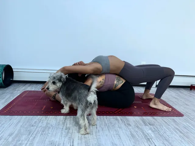 Fox Dog Yoga