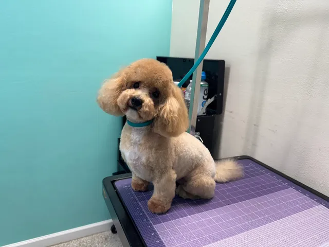 Salty Paws Pet Grooming (Not Mobile Groomer)