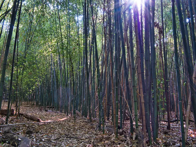 Bamboo Forest Rutgers Gardens