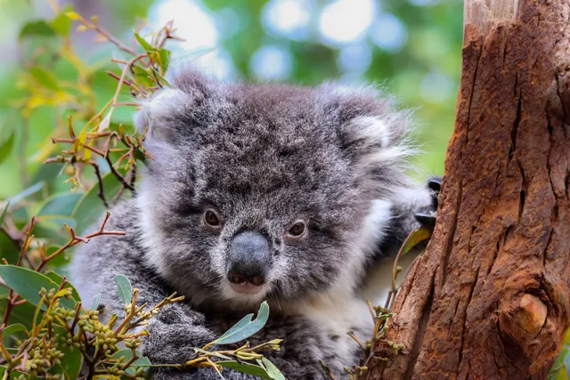 Kangaroo Island Wildlife Park