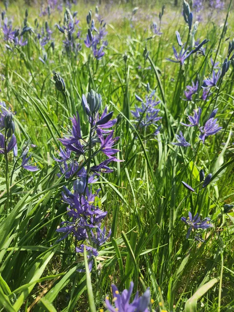 Wilderness Park Trailhead