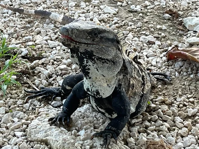 Ruinas Tulum parking