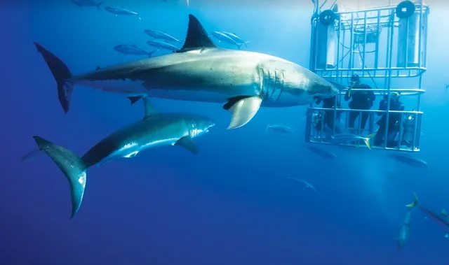 San Diego Shark Diving Expeditions
