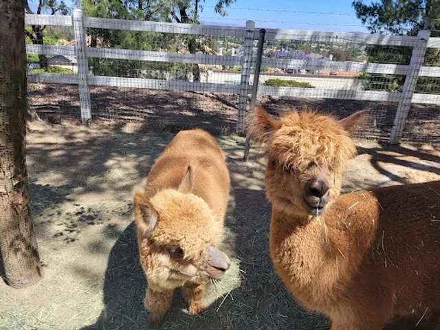 The Alpaca Hacienda in Temecula Valley
