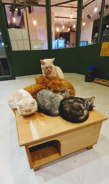 펠리스뻬로 시티