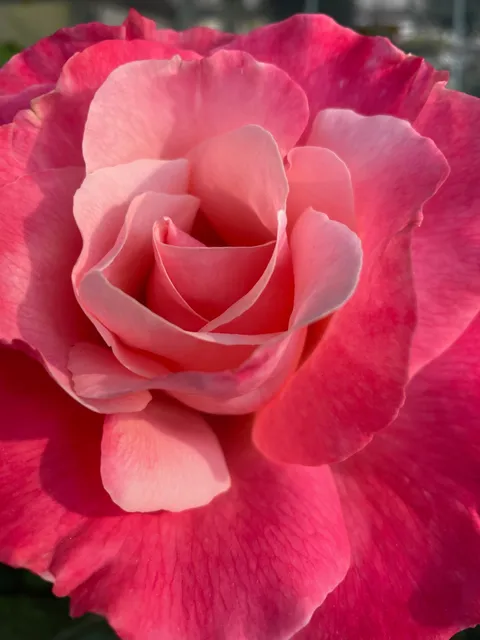 Ohlman's Farm Market and Greenhouse