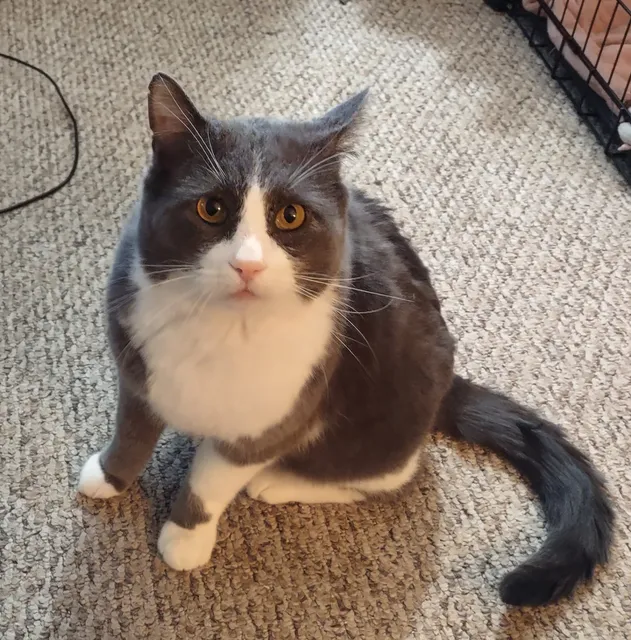 Black Dog Animal Rescue