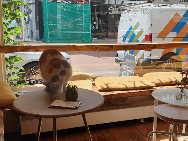 Kattencafé Balthazar